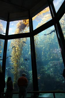 Monterey Bay Aquarium, Monterey, Kalifornien