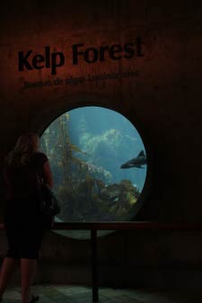 Monterey Bay Aquarium, Monterey, Kalifornien