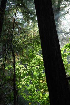 Muir Woods, Kalifornien