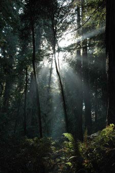 Muir Woods, Kalifornien