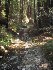 Redwood Creek, Muir Woods, Kalifornien