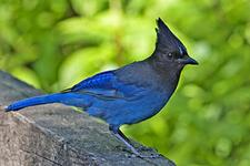 Diademhher (stellers jay)