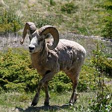 Dickhornschaf (Bighorn sheep)