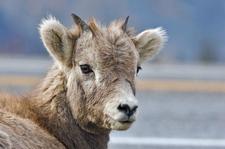 Dickhornschaf (Bighorn sheep)