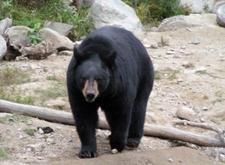 Schwarzbr (black bear)