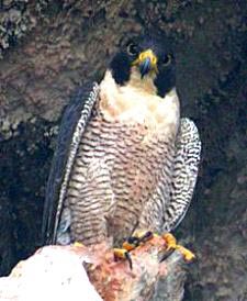 Wanderfalke (peregrine falcon)