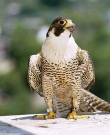 Wanderfalke (peregrine falcon)