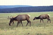 Wapiti (elk)