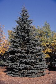 Blaue Stechfichte (blue spruce)