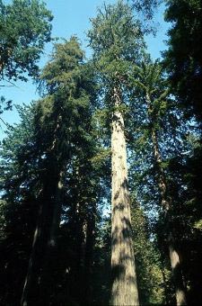 Kstenmammutbaum - Coastal redwood - Sequoia sempervirens