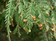 Kstenmammutbaum - Coastal redwood - Sequoia sempervirens