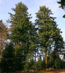 Douglasie - Douglas fir - Pseudotsuga menziesii
