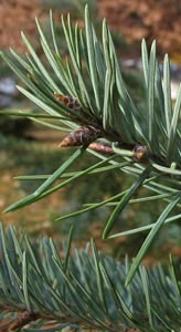 Douglasie - Douglas fir - Pseudotsuga menziesii
