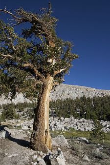 Fuchsschwanz-Kiefer - Foxtail pine - Pinus balfouriana
