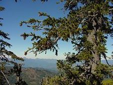Fuchsschwanz-Kiefer - Foxtail pine - Pinus balfouriana