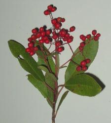 Glanzmispel - Toyon - Heteromeles arbutifolia
