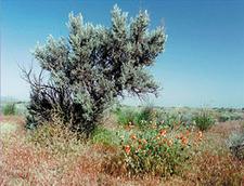 Wsten-Beifu - Sagebrush - Artemisia tridentata